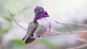 File:Costa's Hummingbird (male) - Desert Museum - Tucson - AZ ...