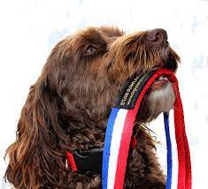 See our picks for the best 10 dog training collars in uk. The Choice Of Lead And Collar Is One Of The Most Important Training Device You Will Ever Buy For Your Dog Doglistener