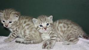 Oriental cats are highly active and busy cats. Pin On Bengal Kittens
