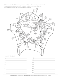 Check spelling or type a new query. Animal And Plant Cell Coloring Pages Coloring Home