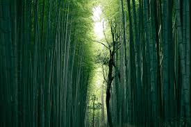 Millions of homeowners around the country search for landscape, lawn care, arborists, irrigation installation and garden centers companies every year. 5 Ways To Kill Bamboo Permanently Bamboo Plants Hq