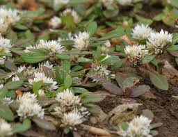 Image result for Alternanthera caracasana