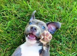 Explore 59 listings for blue nose puppies for sale at best prices. Free Pitbull Puppies 8 Weeks Old Blue Nose Available For Adoption San Diego Reader
