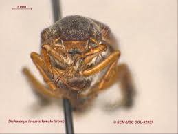 Image result for Dichilus