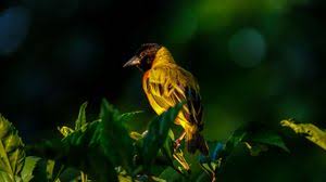 Wildlife Wallpapers Hd Desktop Backgrounds Images And Pictures Find best wildlife wallpaper and ideas by device, resolution, and quality (hd, 4k) from a curated website list. wildlife wallpapers hd desktop