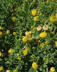 Image result for Trifolium wentzelianum