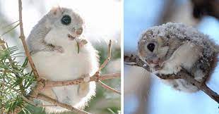 The mass of the japanese giant squirrel can be 500 gm. Japanese And Siberian Flying Squirrels Are Probably The Cutest Animals On Earth Bored Panda
