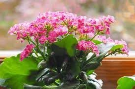 Check spelling or type a new query. Indoor Flowers For Beginners 12 Easy Care Beauties Jay Scotts Collection