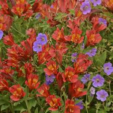 They offer both beauty and function, giving a yard color while simultaneously helping to fight weeds and control erosion. Buy Ground Cover Plants Online Ground Cover For Sale Georgia Tagged Spo Default Page 5 Pixies Gardens