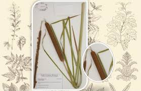 Image result for Phylohydrax