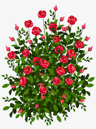 Drawing Of A Rose Bush 3242x4000 Png Download Pngkit Add a few lines for the inside of the center and the outside of the center. drawing of a rose bush 3242x4000 png