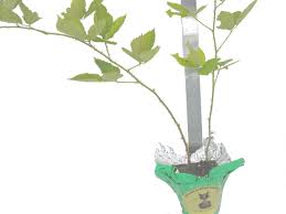 Price includes packing and shipping for 10 plants. Brazo Blackberry Live Plant Thorned Heirloom Produces Large Fruit Low Chill Starter Size 1 4 Inch Pot Emerald Tm Emerald Goddess Gardens