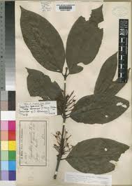 Image result for Oxyanthus speciosus