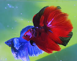 Provides best quality marine tropical fish. Ekspor Ikan Hias Meningkat Di Masa Pandemi Podzolik