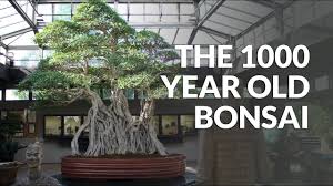Collecting suitable bonsai material in its original wild situation, successfully moving it, and replanting it in a container for development as bonsai. Top 5 Oldest Bonsai Trees Bonsai Empire