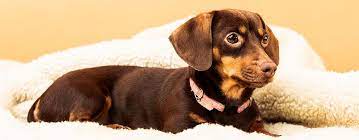 11 Facts About The Chiweenie Chihuahua Dachshund Mix Pet Side