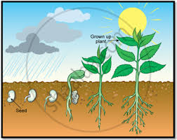 How sensitive plant shrinks on touch. The Response Of Plants To Gravity Is Known As Geotropism How Are Plant Parts Sensitive To Gravity Describe With The Help Of A Diagram Biology Shaalaa Com
