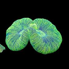 Image result for Trachyphrynium braunianum