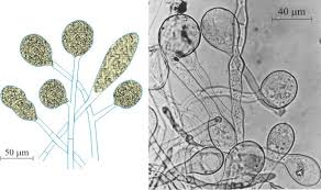 Image result for Arthropteris antun-gupffertiae