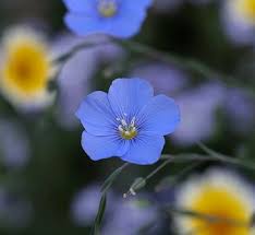 Image result for Linaceae