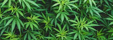 Cannabis And Diabetes: What You Need To Know
