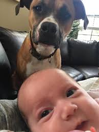 On the way home with sweet Sadie Mae! She's the smaller one in the picture.  My big boy Briggs is so excited to have a new friend and we are thrilled  that