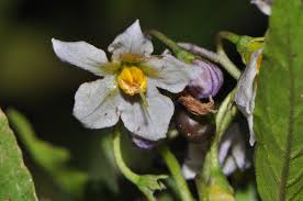 Image result for Solanum schumannianum