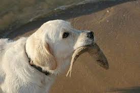 Neither of them are low shedding dogs. Golden Labrador Dog Breed Information And Pictures