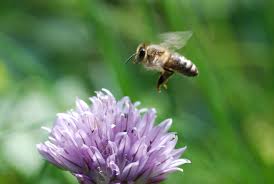 Check spelling or type a new query. Team Finds Gene That Helps Honey Bees Find Flowers And Get Back Home Illinois
