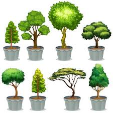 We did not find results for: Bonsai Tree 312 Free Vectors To Download Freevectors