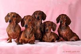 pin ot polzovatelya elida campos na doske dachshunds sobaka taksa shenki taksy smeshnaya taksa