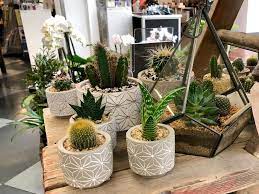 What was inside the vault? How To Help Succulents Survive Winter Indoors
