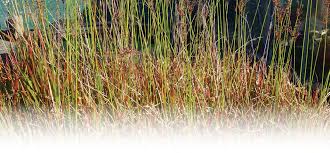 Image result for Juncus lomatophyllus