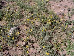 Image result for Stathmostelma pauciflorum