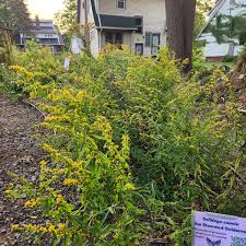 Image result for Solidago