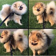 Fundraiser for Scott Begley by Alea Barnes : King Cody Surgery