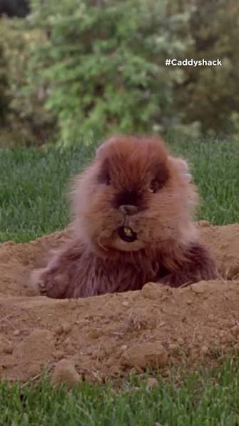 45 years of the gopher causing chaos in CADDYSHACK ⛳️ , #Caddyshack