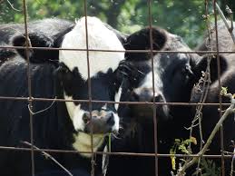 We did not find results for: Meat Livestock Australia Wikipedia