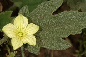 Image result for Cucumis humifructus