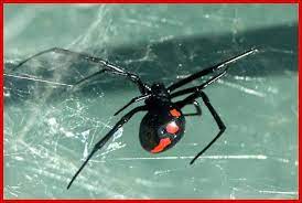 Pilot, gunner, and radar operator. Northern Black Widow Spider Latrodectus Variolus Plant Pest Diagnostics
