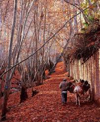 Tourism Iran Hd Pictures On Instagram Autumn Is A Second Spring When Every Leaf Is A Flower Albert Camus Iran Pictures Iran Tourism Visit Iran