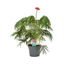 Image result for Jatropha multifida