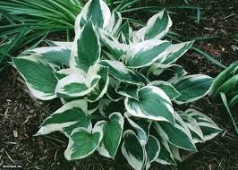 How to plant hostas & hosta varieties sun & shade. Hostas How To Plant Grow And Care For Hostas Hgtv