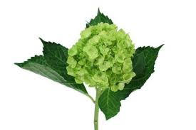 Maybe you would like to learn more about one of these? Mini Green Hydrangea Flower J R Roses Wholesale Flowers