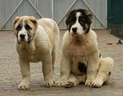 Alabay ırkı özellikleri, bakımı, beslenmesi, eğitimleri, sağlık bilgileri ve satışı | popüler köpek ırkları. Create Meme Kavki Kavki Alabay Alabai Pictures Meme Arsenal Com