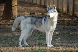 Er akzeptiert ihn jedoch als rudelführer. Siberian Husky Hunderassen Im Portrait Fakten Infos Rover Com
