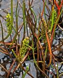 Image result for Triglochin striata