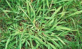Video i 4k og hd klar til næsten enhver nle nu. How To Get Rid Of Crabgrass