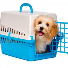 If you can get your cat into one of these portable products the cat will be much more secure physically and psychologically. Crate Training Your Puppy With These Easy Tricks And Tips
