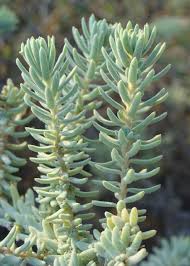 Image result for Suaeda